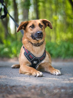 Photo №4. Je vais vendre chien bâtard en ville de Moskova. annonce privée - prix - Gratuit