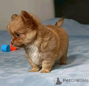 Photo №2 de l'annonce № 166544 de la vente chihuahua - acheter à USA éleveur