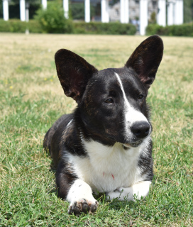 Photo №4. Je vais vendre welsh corgi en ville de Voronezh. de la fourrière - prix - 493€