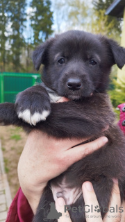 Photo №1. chien bâtard - à vendre en ville de Minsk | Gratuit | Annonce №45540