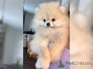 Photo №4. Je vais vendre spitz nain en ville de Аугсбург.  - prix - 600€