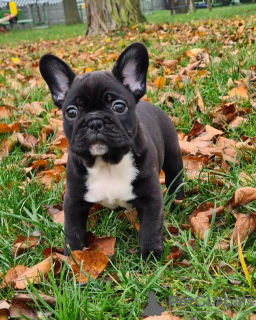 Photo №1. bouledogue - à vendre en ville de Potsdam | 265€ | Annonce №119331