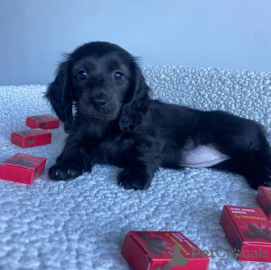 Photo №2 de l'annonce № 146291 de la vente teckel - acheter à USA annonce privée