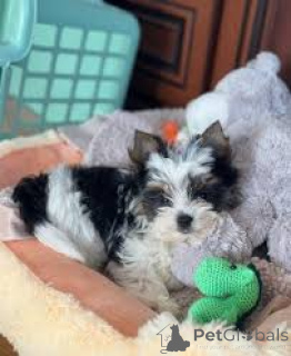 Photo №1. yorkshire terrier - à vendre en ville de Manchester | 700€ | Annonce №165718