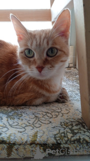 Photo №2 de l'annonce № 34202 de la vente  - acheter à Fédération de Russie annonce privée