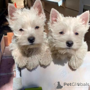 Photo №1. west highland white terrier - à vendre en ville de Ansubrg | Gratuit | Annonce №169208