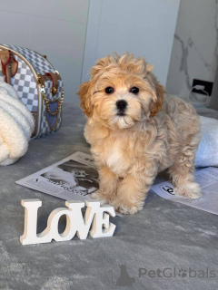 Photo №2 de l'annonce № 146117 de la vente maltipu - acheter à Samoa américaines annonce privée, de la fourrière, de l'abri, éleveur