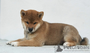 Photo №2 de l'annonce № 19434 de la vente shiba - acheter à Fédération de Russie éleveur