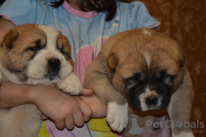 Photo №3. Beaux chiots de berger d'Asie centrale d'une excellente paire!. Ukraine