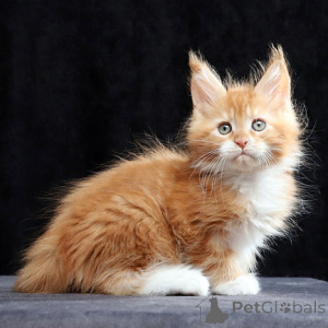 Photo №1. maine coon - à vendre en ville de Froideur | négocié | Annonce № 160373