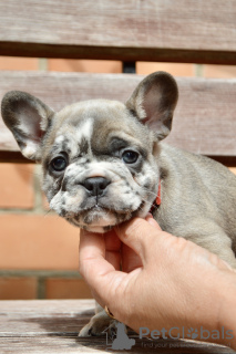 Photo №2 de l'annonce № 114392 de la vente bouledogue - acheter à Biélorussie éleveur