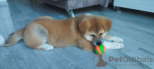 Photo №2 de l'annonce № 109405 de la vente akita (chien) - acheter à Georgia annonce privée