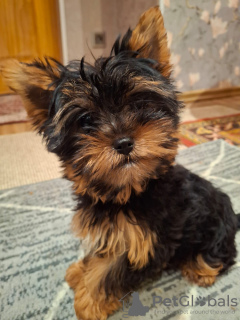 Photo №4. Je vais vendre biewer yorkshire terrier, yorkshire terrier en ville de Pärnu.  - prix - 600€