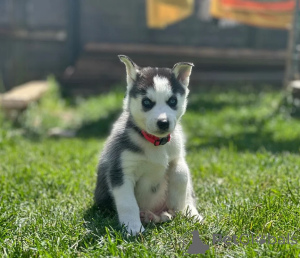 Photo №1. husky de sibérie - à vendre en ville de Namsos | 350€ | Annonce №170175