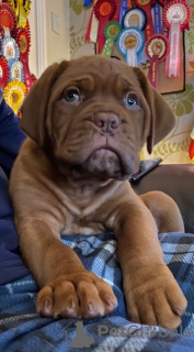 Photo №1. dogue de bordeaux - à vendre en ville de Франкфурт-на-Майне | Gratuit | Annonce №123926