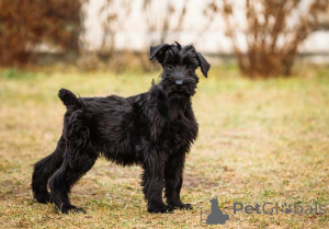 Photo №3. Chiot Schnauzer Géant Noir Précieux Little Paris à adopter. Luxembourg