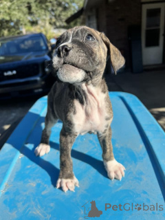 Photo №3. Deux chiots Boxer de première classe disponibles. Allemagne
