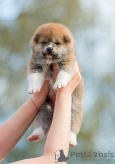 Photos supplémentaires: chiots akita inu