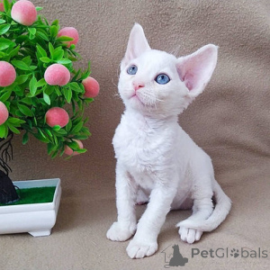 Photo №1. devon rex - à vendre en ville de Fujairah | négocié | Annonce № 158285