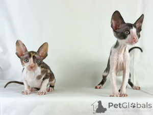 Photo №1. cornish rex - à vendre en ville de Allensbach | négocié | Annonce № 158812