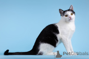 Photo №3. Le charmant chat Frog cherche un foyer.. Fédération de Russie