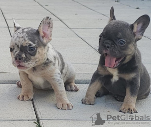 Photos supplémentaires: Bouledogues français en exotique