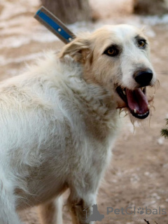 Photos supplémentaires: Un chien absolument incroyable Firefly cherche sa famille !