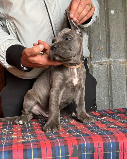 Photo №2 de l'annonce № 100098 de la vente cane corso - acheter à USA éleveur