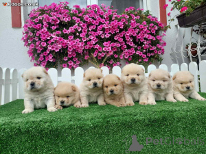 Photo №1. chow-chow - à vendre en ville de De plus fort | négocié | Annonce №169970