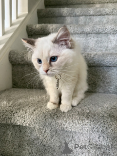 Photo №1. ragdoll - à vendre en ville de Zürich | 550€ | Annonce № 157772