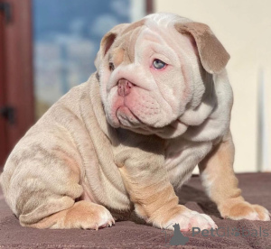 Photo №1. bulldog anglais - à vendre en ville de Helsinger | négocié | Annonce №168255