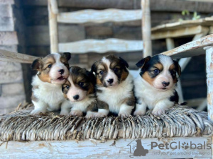 Photo №1. welsh corgi - à vendre en ville de Филадельфия | négocié | Annonce №99278