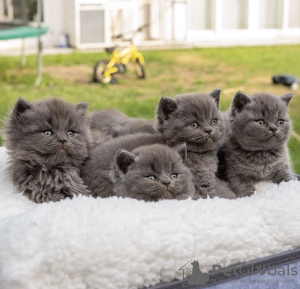 Photo №2 de l'annonce № 127433 de la vente british shorthair - acheter à Allemagne annonce privée