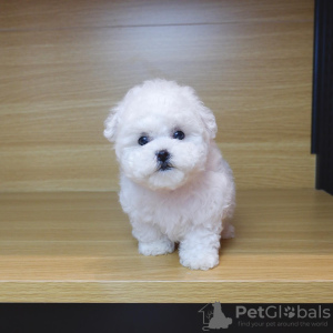 Photo №1. bichon à poil frisé - à vendre en ville de Амстердам | négocié | Annonce №44010