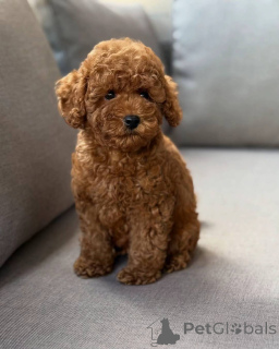 Photo №1. caniche (jouet) - à vendre en ville de Berlin | négocié | Annonce №150828