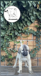 Photos supplémentaires: Chiots kangal turcs à vendre