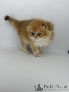 Photos supplémentaires: Chaton doré Scottish Fold