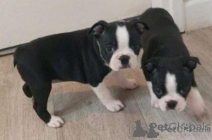 Photo №1. terrier de boston - à vendre en ville de Tbilissi | négocié | Annonce №174906