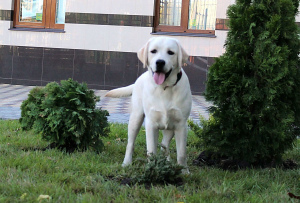 Photo №2 de l'annonce № 3623 de la vente labrador retriever - acheter à Fédération de Russie de la fourrière, éleveur