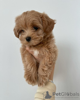 Photo №3. Maltipoo. Allemagne