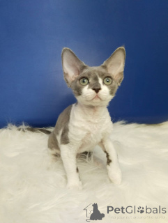 Photo №3. Les chatons sains de Devon River sont prêts pour votre famille avec la. Allemagne