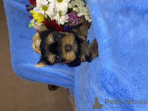 Photos supplémentaires: Réserve de chiots Yorkie