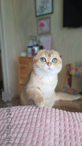 Photo №1. scottish fold - à vendre en ville de Omsk | 554€ | Annonce № 104951