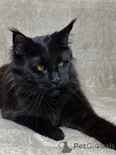 Photo №1. maine coon - à vendre en ville de Asch | négocié | Annonce № 160069