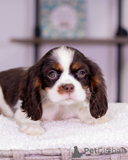 Photo №4. Je vais vendre cavalier king charles spaniel en ville de Varmaland. éleveur - prix - négocié