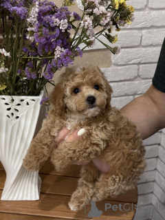 Photo №1. caniche (jouet) - à vendre en ville de Berlin | 550€ | Annonce №167621