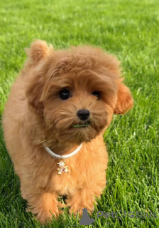 Photo №2 de l'annonce № 154731 de la vente caniche (jouet) - acheter à La Grande-Bretagne annonce privée