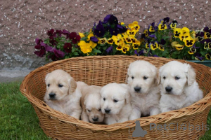 Photo №3. Chiots Golden Retriever à adopter.. La finlande