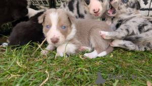 Photo №2 de l'annonce № 139943 de la vente bearded collie, border collie - acheter à USA 