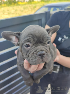 Photos supplémentaires: chiots bouledogue francais a vendre